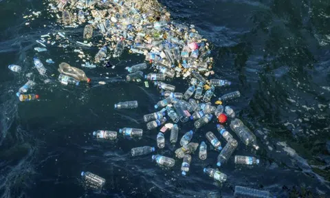 Phó Thủ tướng Nga: Lượng nhựa sẽ vượt số cá ở đại dương